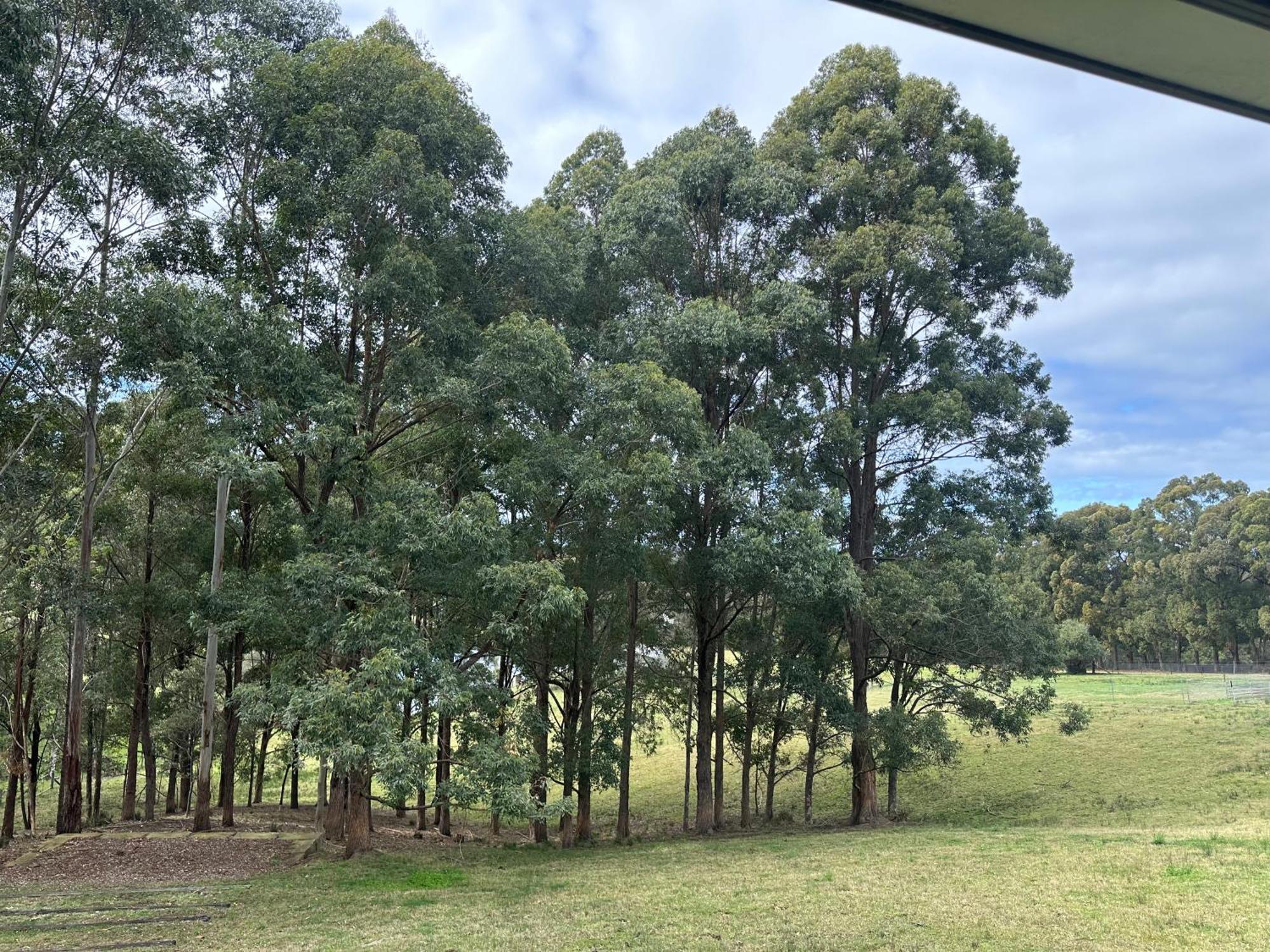 Blueberry Hills On Comleroy Farmstay - Self-Contained Cottages Kurrajong Bagian luar foto