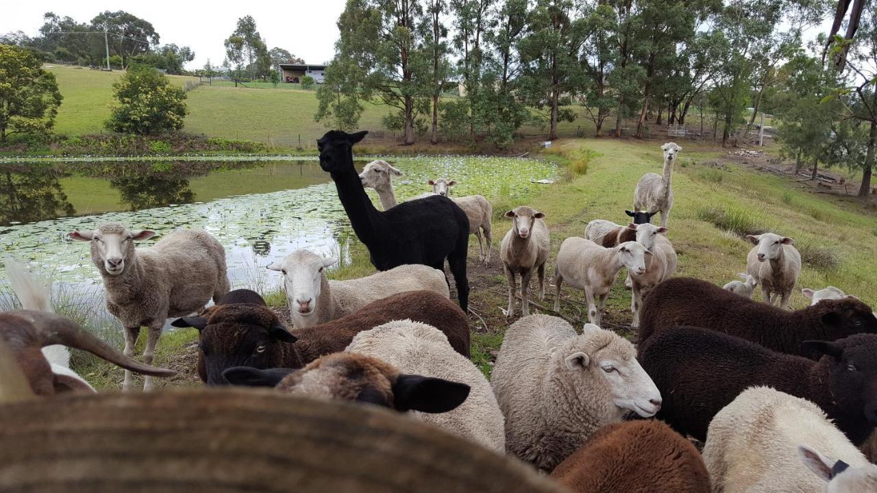Blueberry Hills On Comleroy Farmstay - Self-Contained Cottages Kurrajong Bagian luar foto